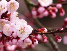 开云平台-埃及粉碎德国！伊萨克在年度焦点之战中接管比赛