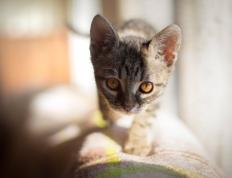 开云体育平台APP-凯尔特人狂胜老鹰，哈登，绿衫军交响乐中那个不容忽视的休止符