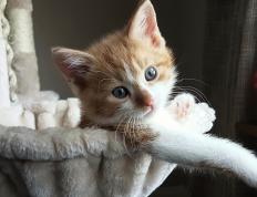 开云官网-乔治引领节奏风暴，活塞险胜鹈鹕展现团队进化