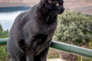 开云体育官方网站-霍姆格伦时代降临，雷霆新王总决赛接管比赛终结森林狼