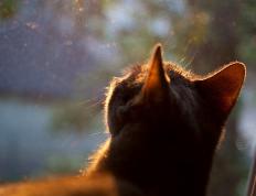 开云体育app-美加墨世界杯之夜，迪马利亚的自我救赎