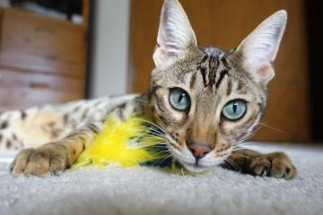 开云体育APP下载-猛龙逆转雷霆！拉梅洛末节12分导演大翻盘