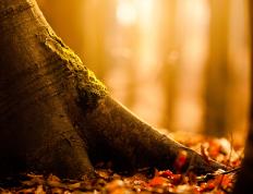 开云平台-苍穹引擎轰鸣时，银背巨兽已悄然统治，F1揭幕战之夜，文班亚马的无解天问