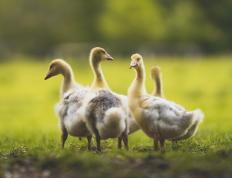 开云体育APP下载-稳如泰山，爆如惊雷，鹈鹕力克太阳，保罗空砍全能数据