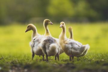 开云体育APP下载-稳如泰山，爆如惊雷，鹈鹕力克太阳，保罗空砍全能数据