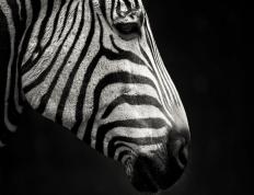 开云体育登录-中场节拍器，赖斯如何用沉默的智慧主宰克罗地亚的胜利之路