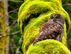 开云体育在线-石匠之心与不熄引擎，贝恩的稳定与马刺的压哨绝杀