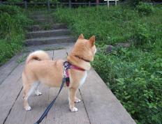 开云体育APP下载-字母哥惊现教科书级表演，却成吉林队屠鹿最佳背景板？