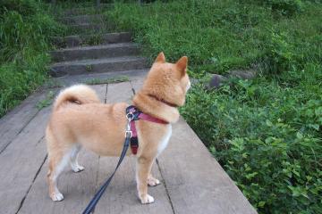 开云体育APP下载-字母哥惊现教科书级表演，却成吉林队屠鹿最佳背景板？