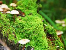 开云体育APP下载-皇马欧冠强势击溃多特蒙德，李刚仁2026世界杯闪耀接管比赛，足球新时代的双重奏