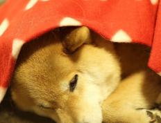 开云体育下载-詹姆斯关键先生本色闪耀，吉林队爆冷击败雷霆创历史