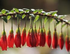 开云体育登录-加克波，现代足球战场上的关键先生，德国军团如何冲垮巴黎