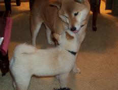 开云官网-平行宇宙的共振，当F1轮胎在阿布扎比尖叫时，东契奇的数据流正撕裂达拉斯的夜空