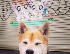 开云体育在线-暗夜利爪，达龙·福克斯的季后赛掌控时刻