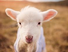 开云APP-末节惊天逆转！爱尔兰抢七战险胜委内瑞拉，创造历史新篇章