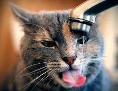 开云官网-猛龙鏖战广东，字母哥关键一击定乾坤