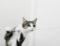 开云体育入口-冷雨夜荷兰绝处逢生，京多安一剑封喉熄灭非洲雄鹰