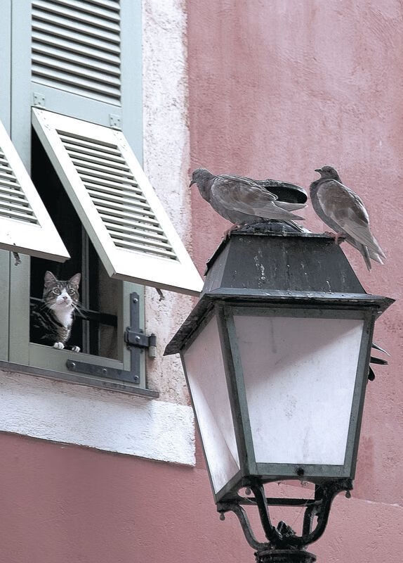 开云体育-评分拉满的米切尔与惊天爆冷的深圳，篮球场上没有理所当然的王者