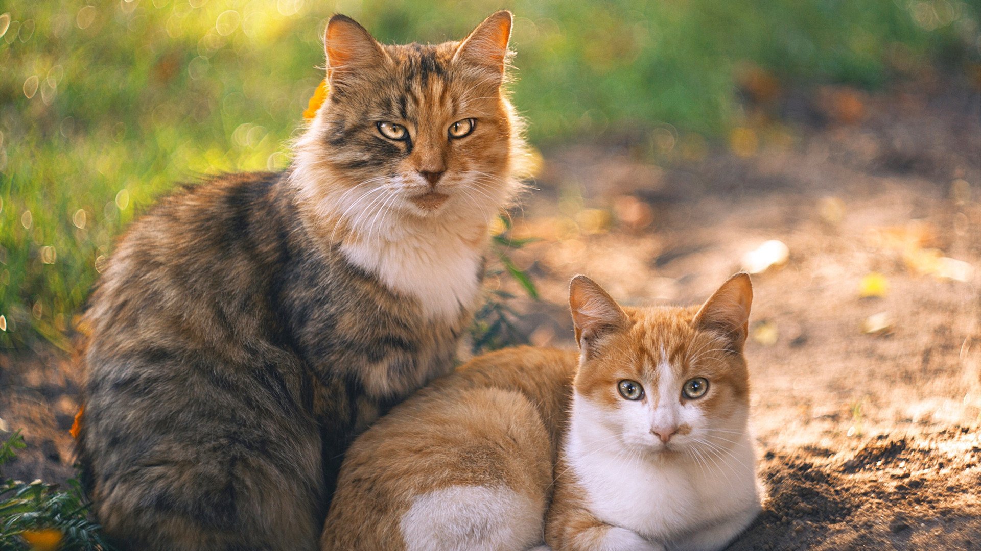 开云体育app-浙江队编织篮网，东契奇单骑破阵，现代篮球的节奏美学