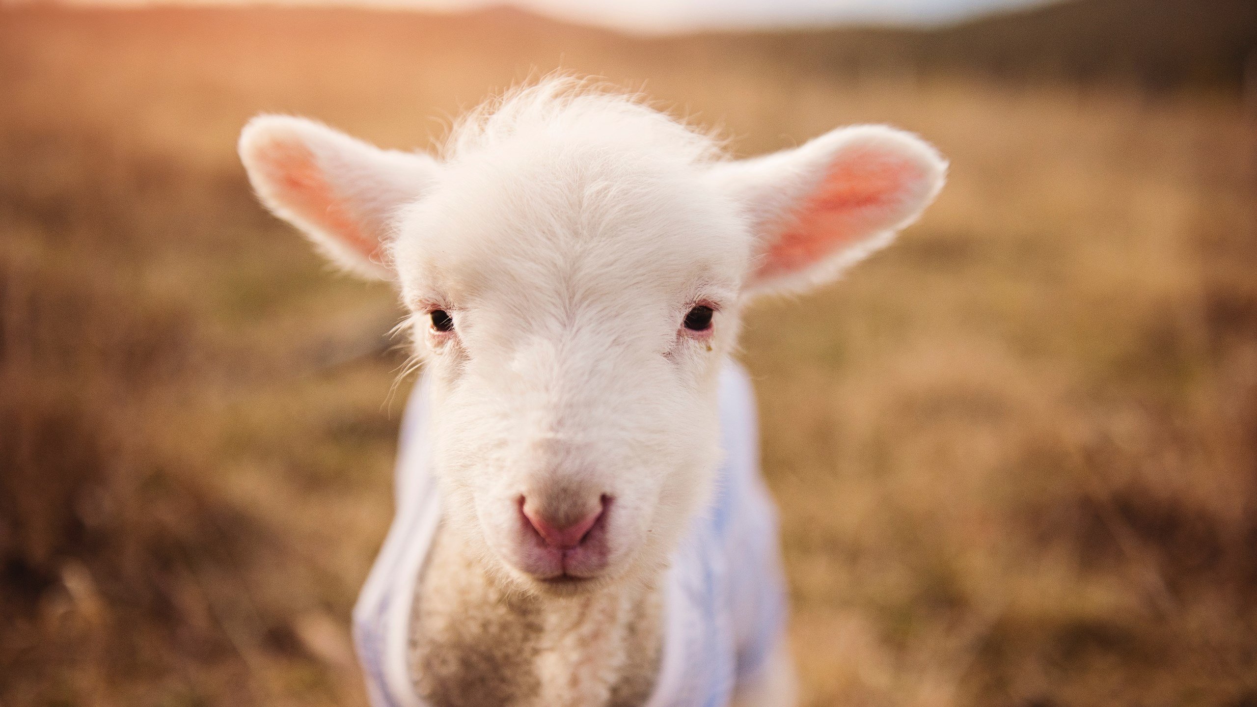 开云APP-末节惊天逆转！爱尔兰抢七战险胜委内瑞拉，创造历史新篇章