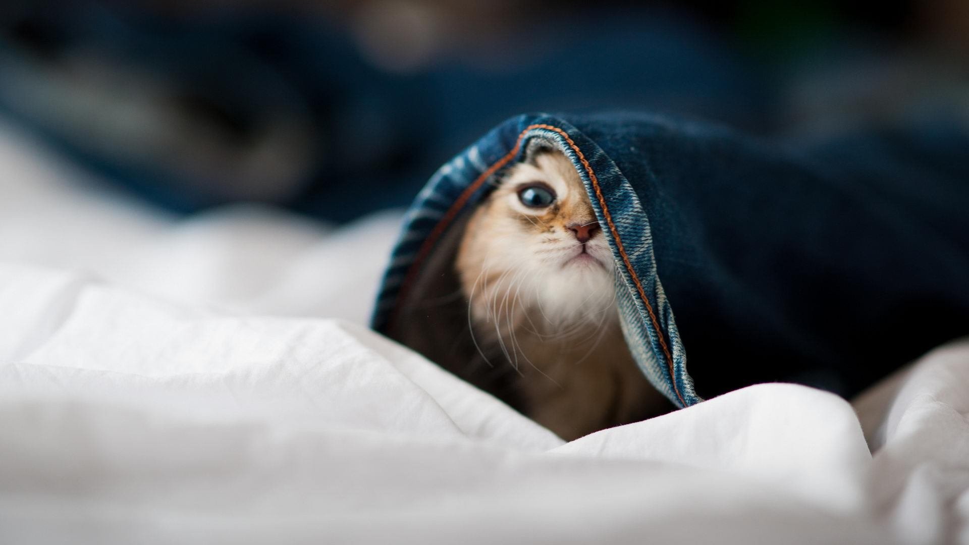 开云APP-英超争冠之夜，奥利维耶用实力为自己正名