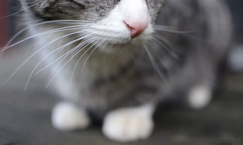 开云体育中国-数据铁幕,从阿尔及利亚对挪威的封锁到苏亚雷斯的数据爆炸,数字时代的新型对抗