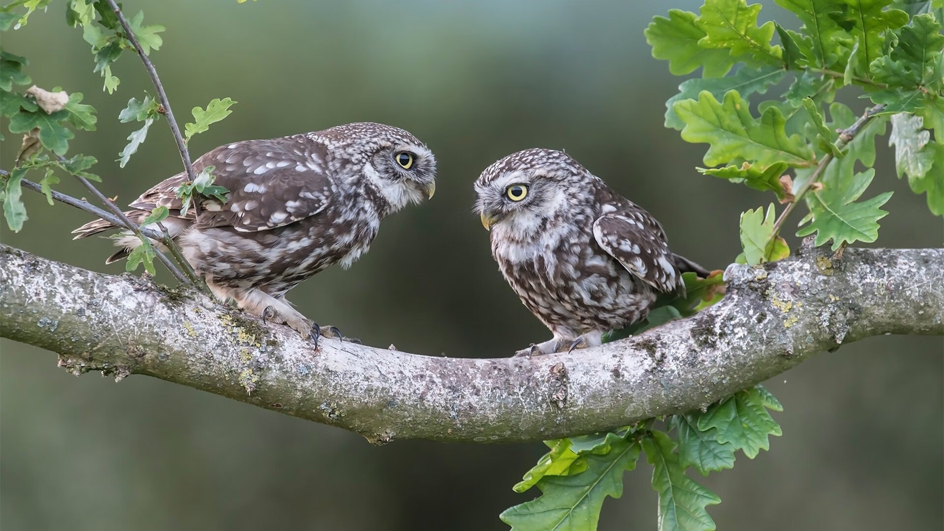 开云体育APP下载-奇才上演魔幻剧本,极致战术封锁让公牛愤怒撞墙