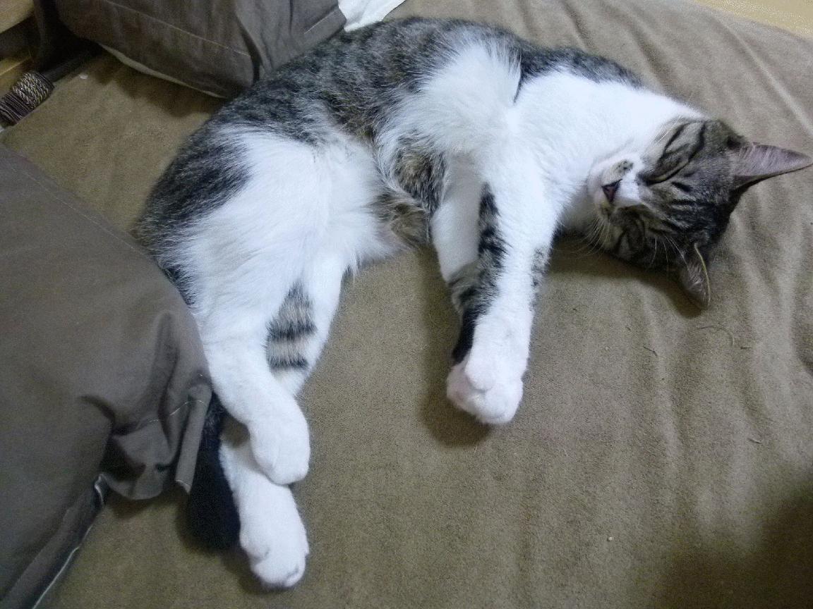 开云体育APP下载-约基奇爆炸数据难掩黄蜂逆袭光芒,当团队协作的浪潮淹没孤胆英雄的丰碑