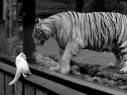 开云体育APP下载-阿拉巴无争议当选全场最佳,墨西哥与土耳其之战的技术解析