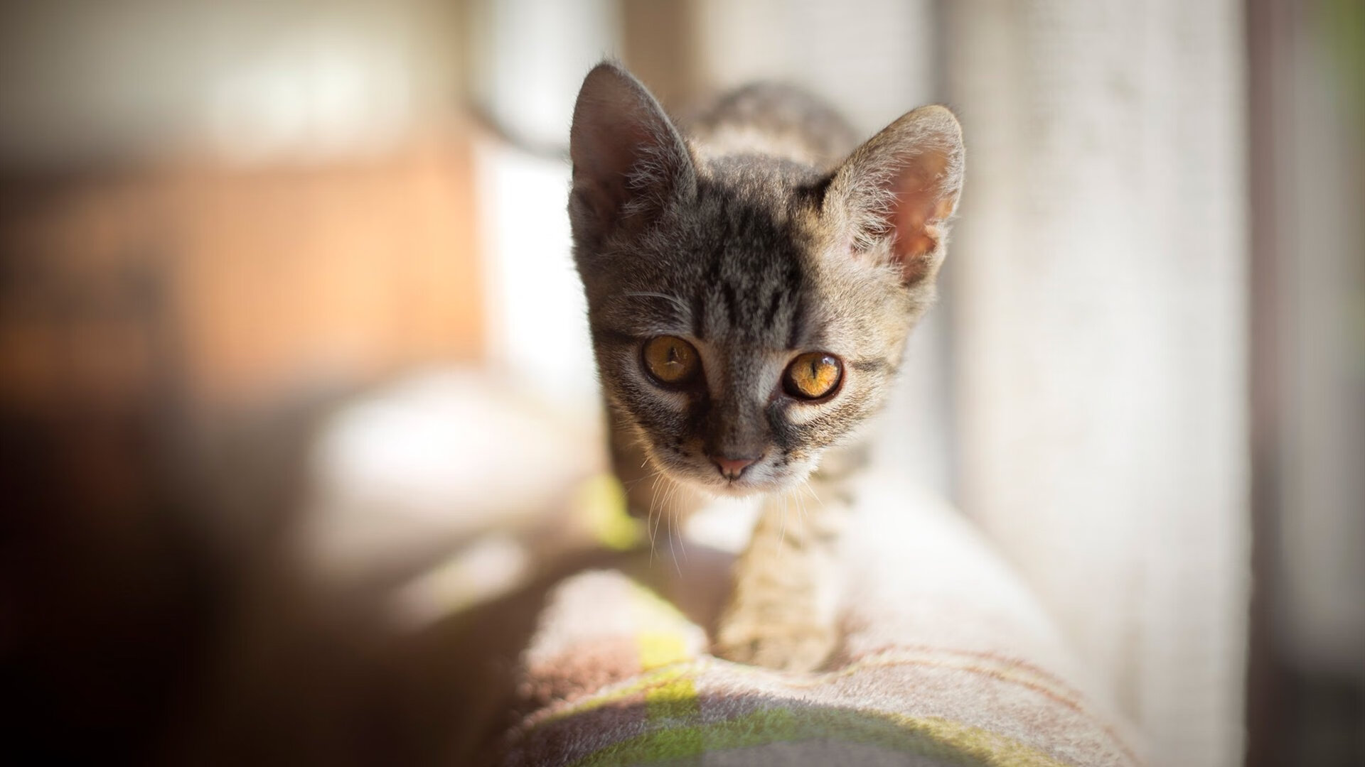 开云体育平台APP-凯尔特人狂胜老鹰,哈登,绿衫军交响乐中那个不容忽视的休止符