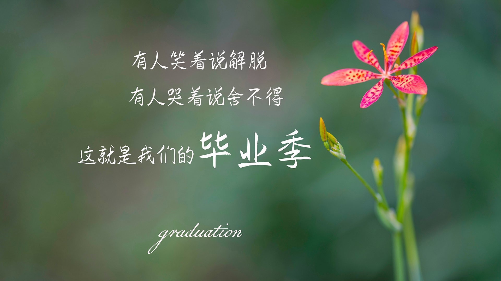 开云体育app-东契奇独舞提前终结悬念，国王团队发力击溃爵士