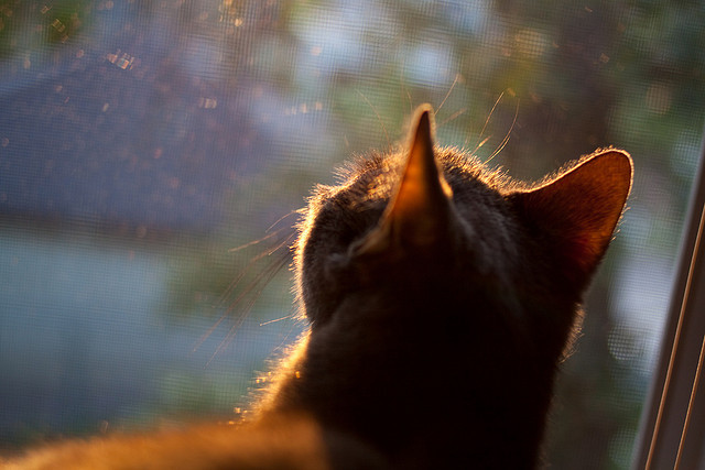 开云体育app-美加墨世界杯之夜，迪马利亚的自我救赎