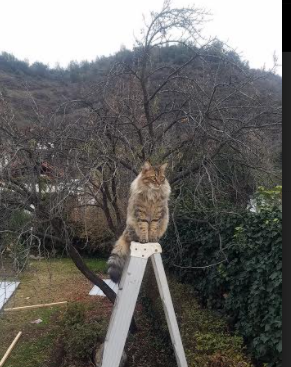 开云体育下载-中场永动机与战术革命的交响，巴尔韦德的稳定如何映照奥地利的终结