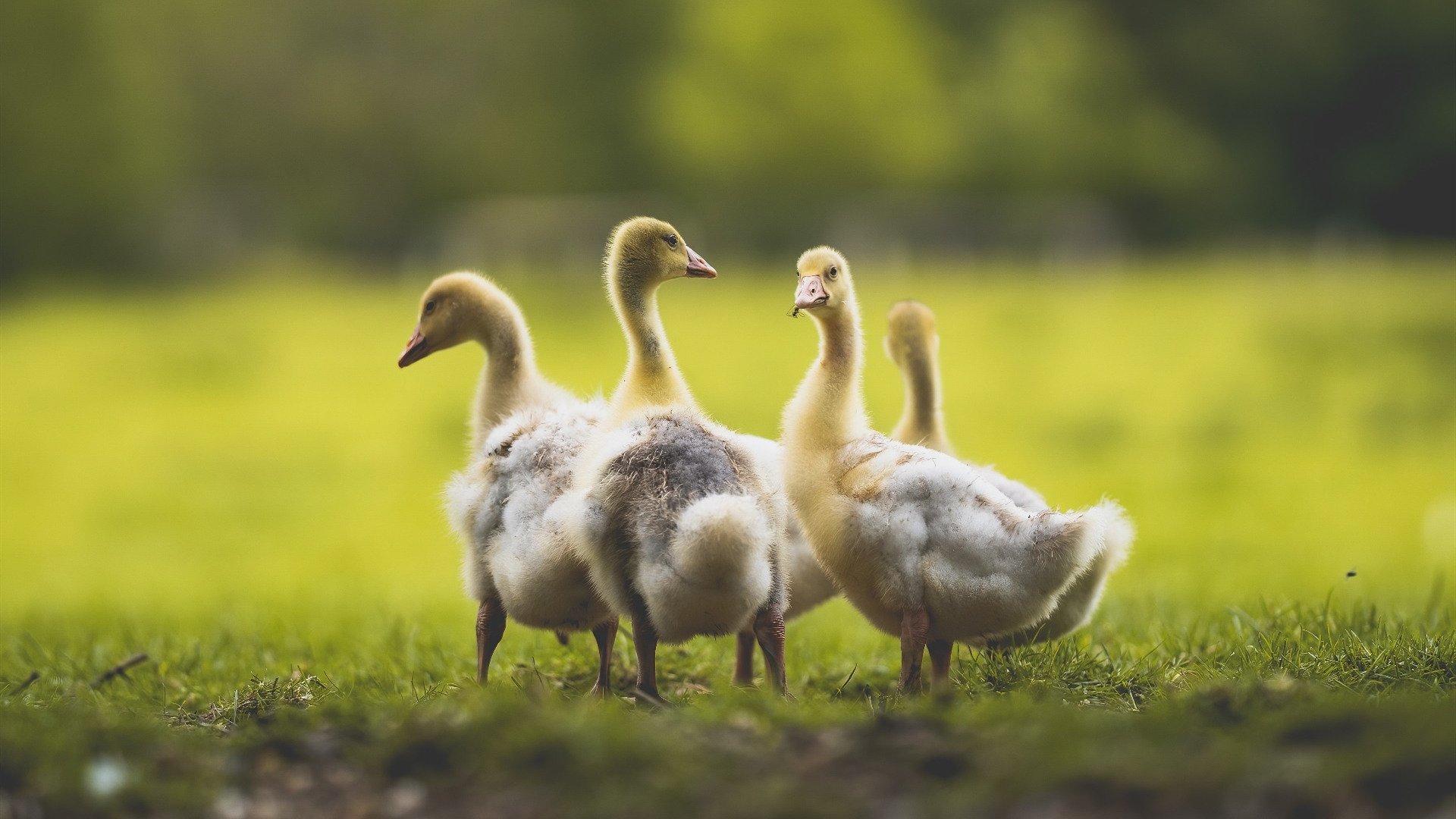 开云体育APP下载-稳如泰山，爆如惊雷，鹈鹕力克太阳，保罗空砍全能数据