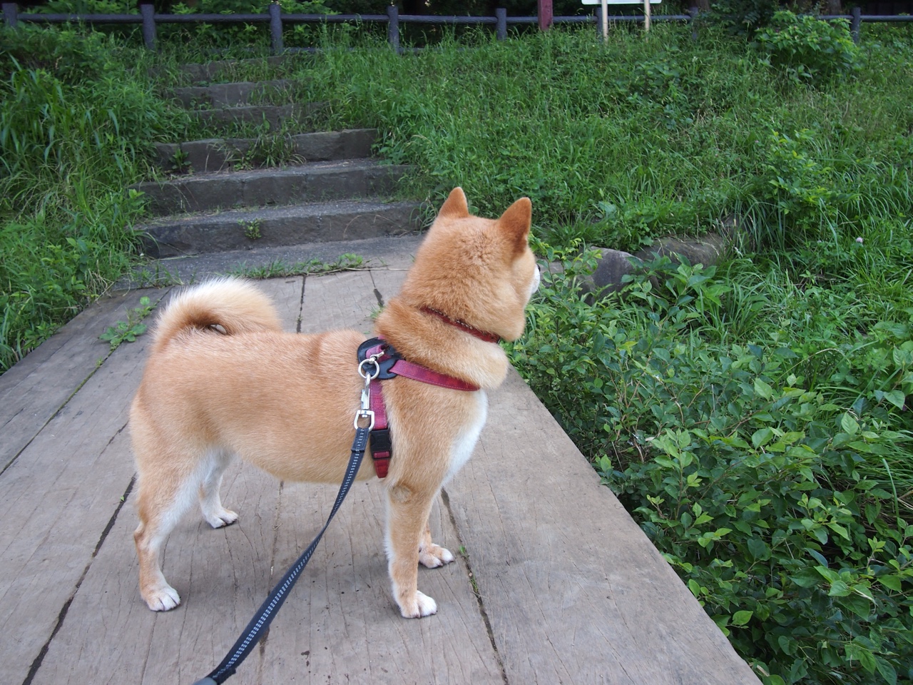 开云体育APP下载-字母哥惊现教科书级表演，却成吉林队屠鹿最佳背景板？