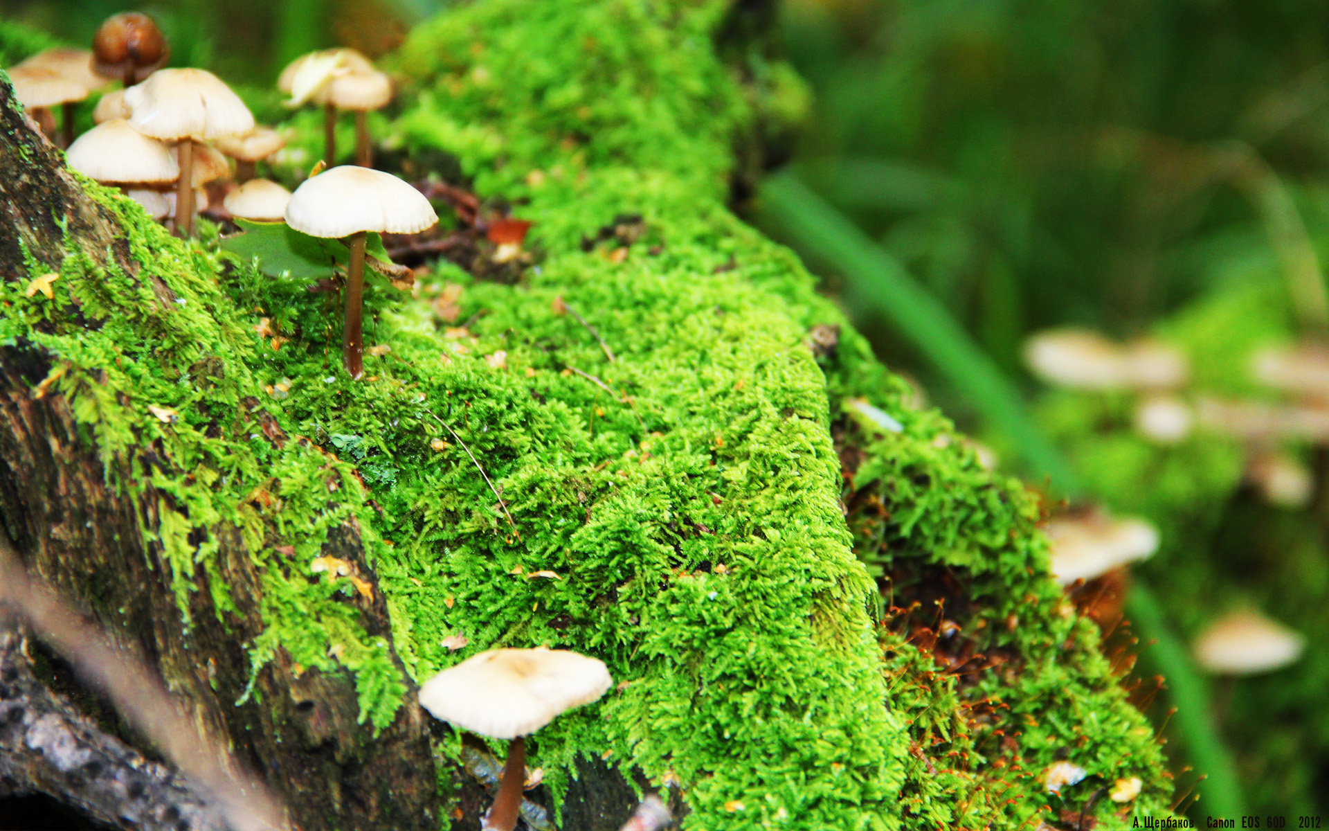 开云体育APP下载-皇马欧冠强势击溃多特蒙德,李刚仁2026世界杯闪耀接管比赛,足球新时代的双重奏