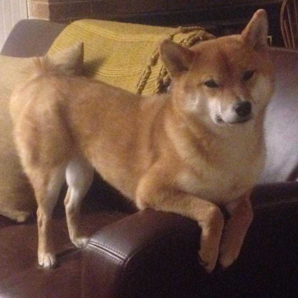 开云体育登录-沙特之夜，F1年度争冠焦点战中，沙特力量强行终结南非黑马传奇