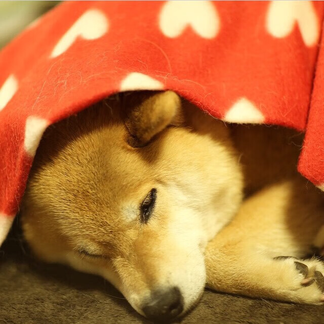 开云体育下载-詹姆斯关键先生本色闪耀，吉林队爆冷击败雷霆创历史