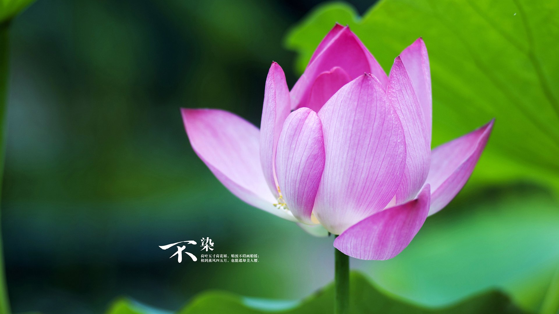 开云下载-铁血蓝桥下的黄色风暴，当切尔西的碾压，遇上哈兰德的魔人狂舞