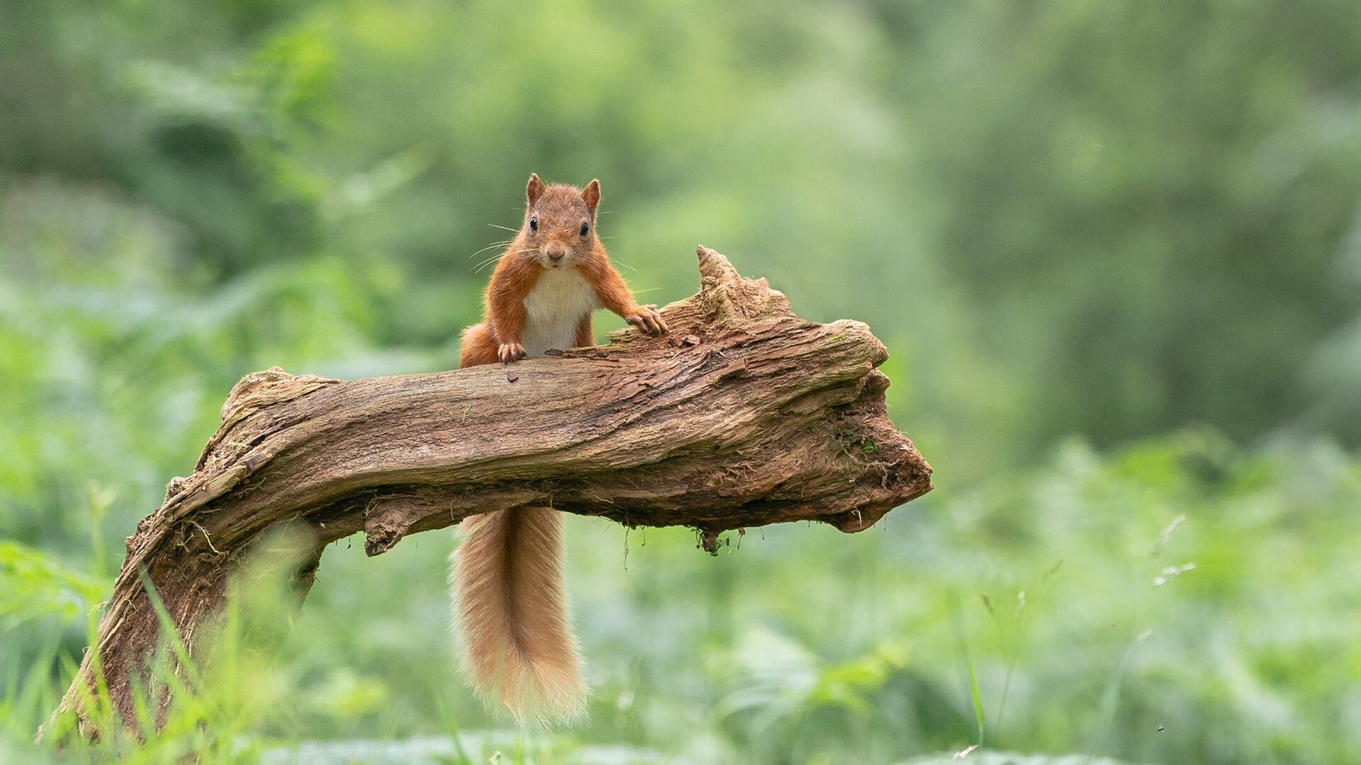 开云体育登录-黄蜂之刺终难挡东北虎之跃,乔治一肩扛起吉林节奏革命